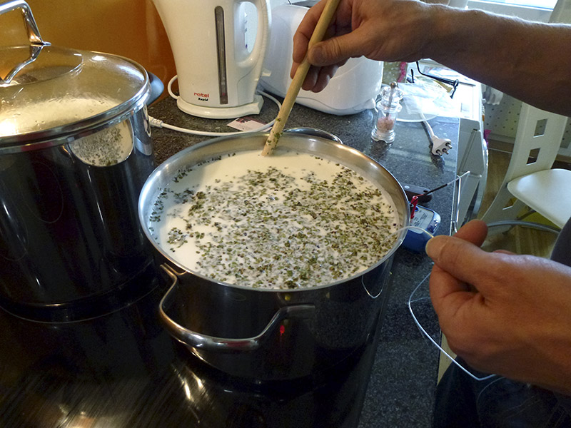 Cheese making with duckweed flavour