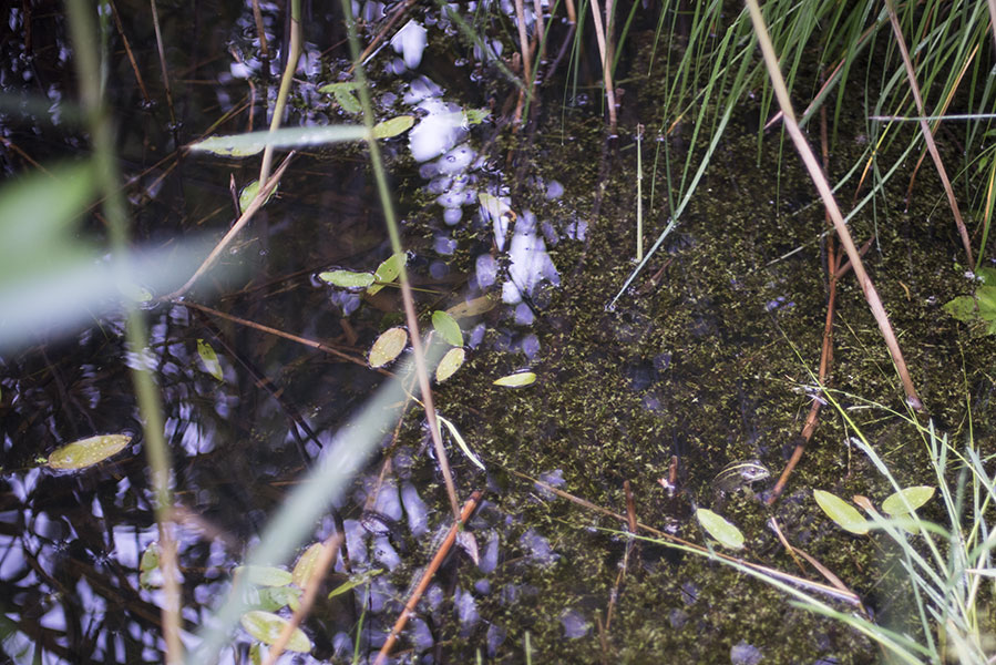 Pond with Lemna trisulca in Rüschlikon ZH. June 2016.