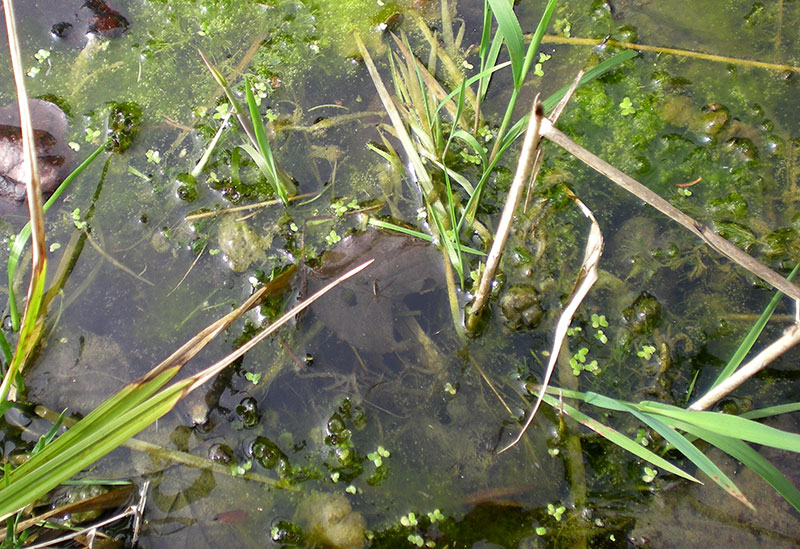 Small pond with a few duckweed in early April 2016