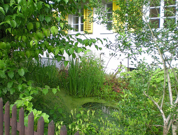 Small pond with duckweed in a garden, Zurich Wiedikon Friesenbergstrasse 94. June 2016.