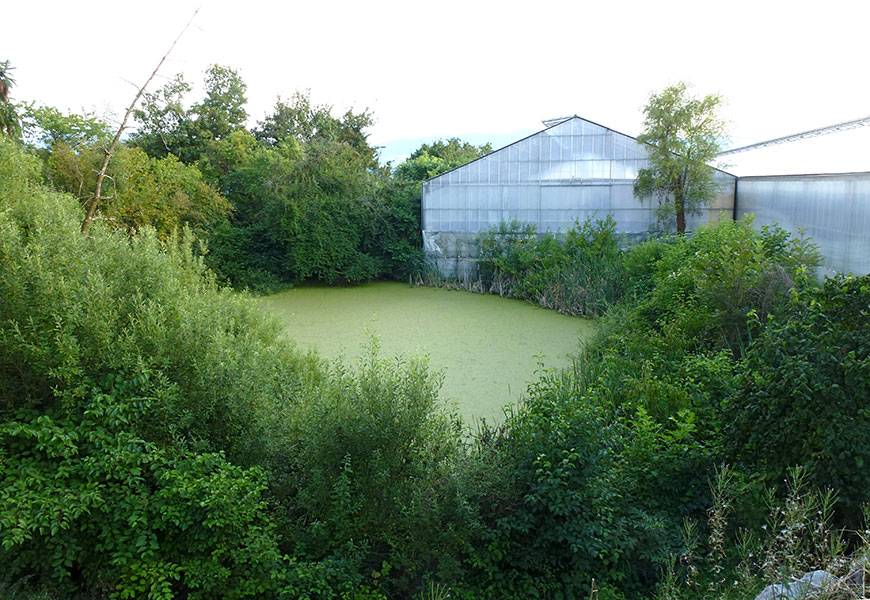 Pond in Stäfa ZH all over covered with mainly Spirodela polyrhiza. August 2016.