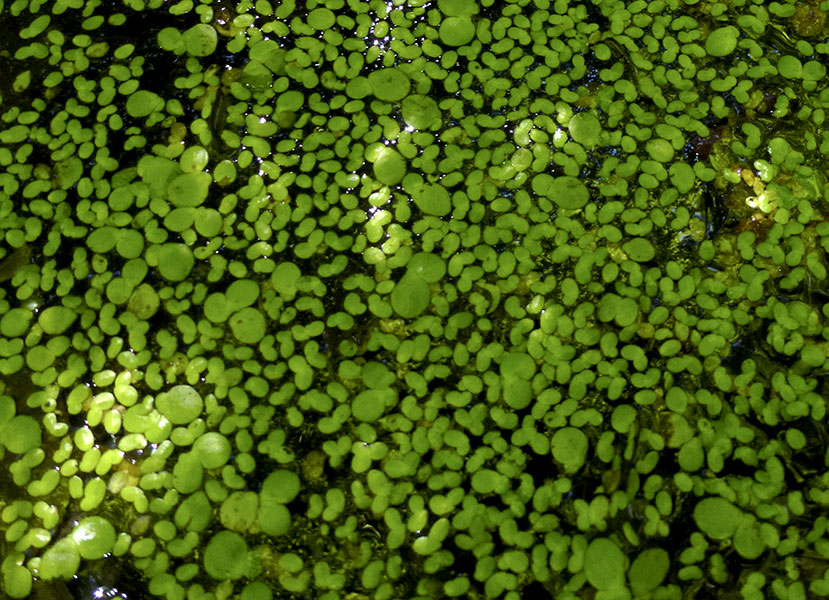 Two kinds of water lentils in a pond (Koblenz CH 2017)