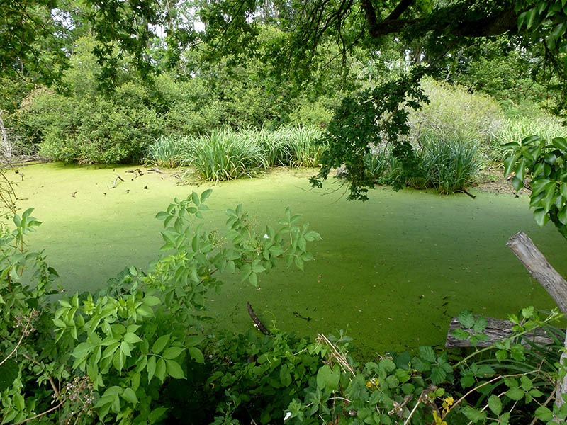 A pond on a edge of a cow pasture near Bannegon France July 2019