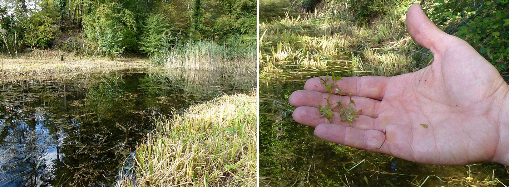 A bigger pond with Lemna trisulca. Near PSI Villigen Switzerland 3.10.2016