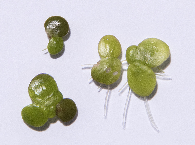 Spirodela polyrhiza in different stages of growth