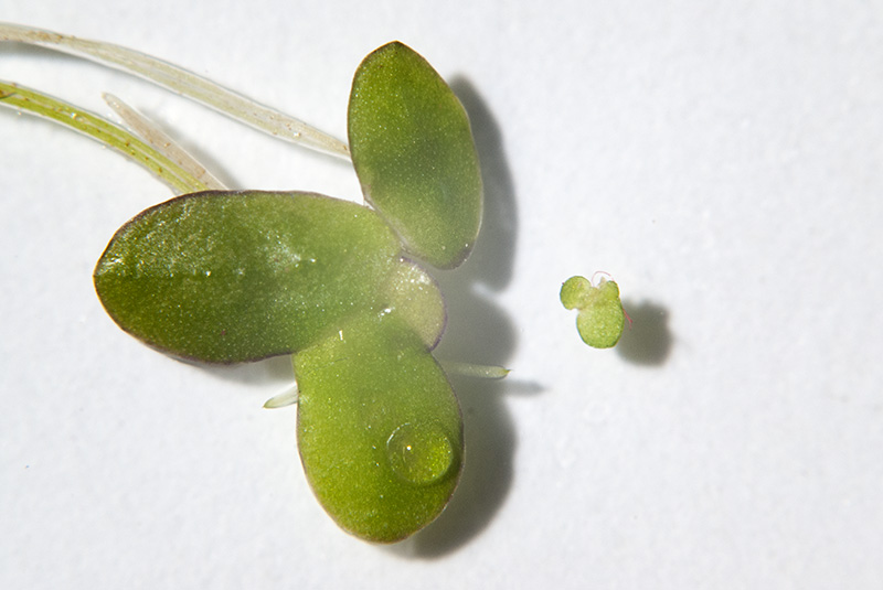 Adult and baby water lentil