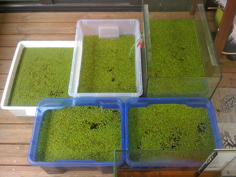 Duckweed cultures on the balcony of Andreas 11.5.2016