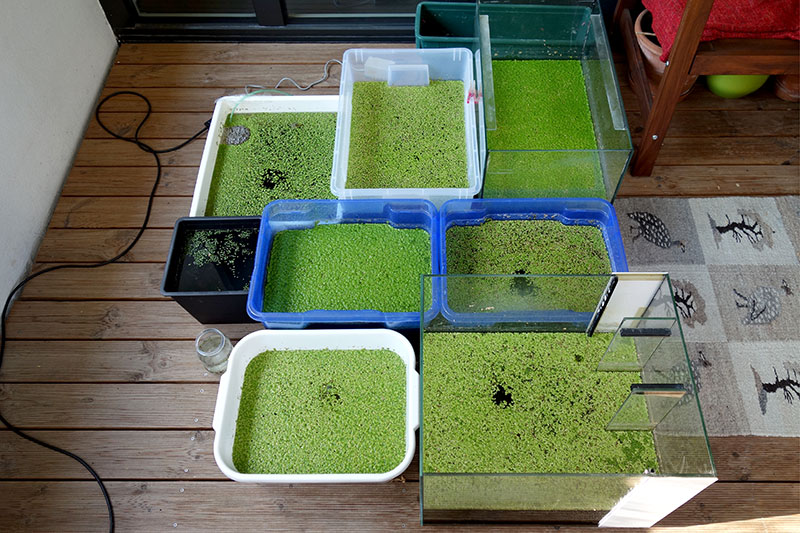 Duckweed cultures on the balcony of Andreas 11.5.2016