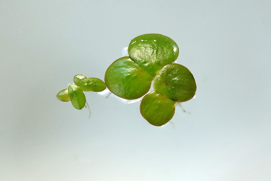 Spirodela polyrhiza (on the right) can become „very big“ compared to Lemna minor (left)