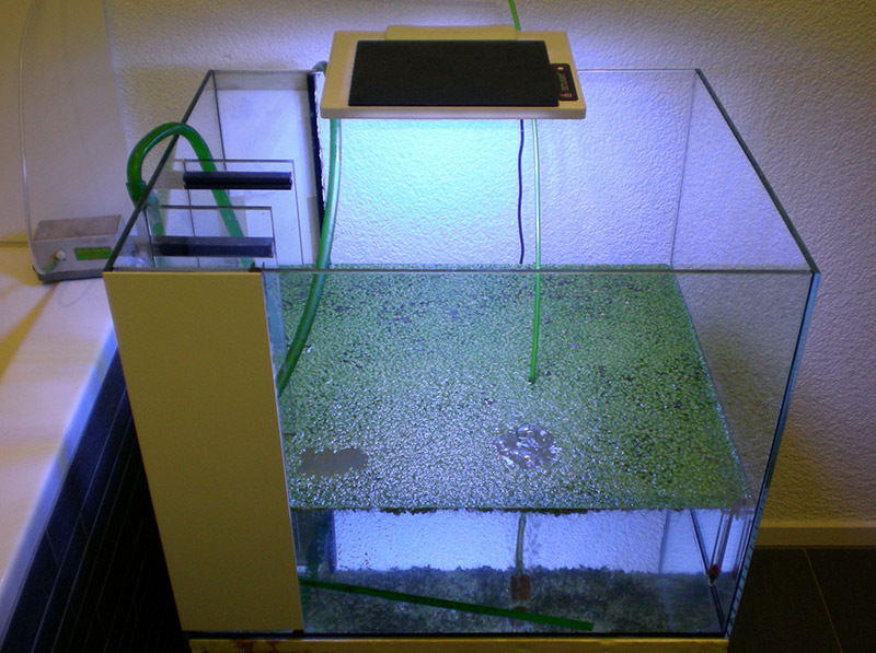 We started with an aquarium the size of 40 x 50 x 40cm with a pump for water circulation (without Filter) and air supply