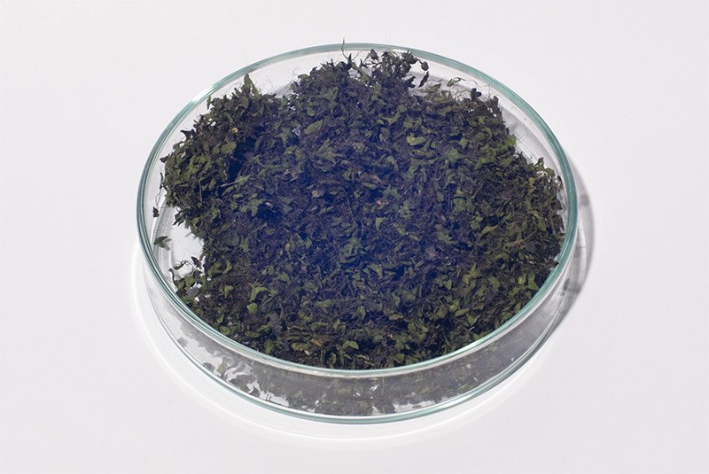 2,5 g dried duckweed in a petridish