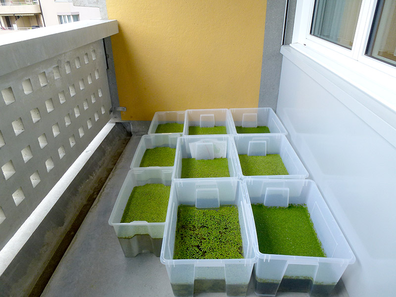 Duckweed cultures of various species on the balcony of Heidi 1.6.2016