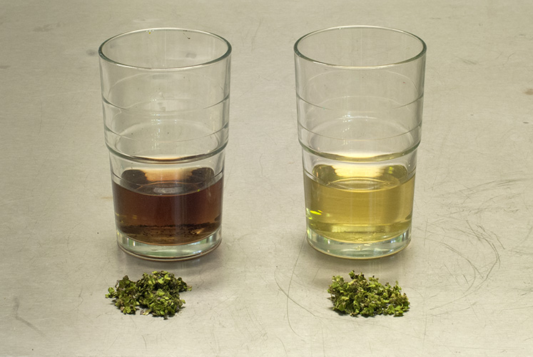 Left: Spirodela polyrhiza tea with more anthocyanin than the tea right. It depends on the growing conditions.