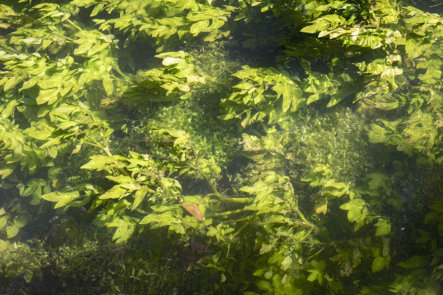 L. trisulca hung in tufts interlocked between other aquatic plants July 2019