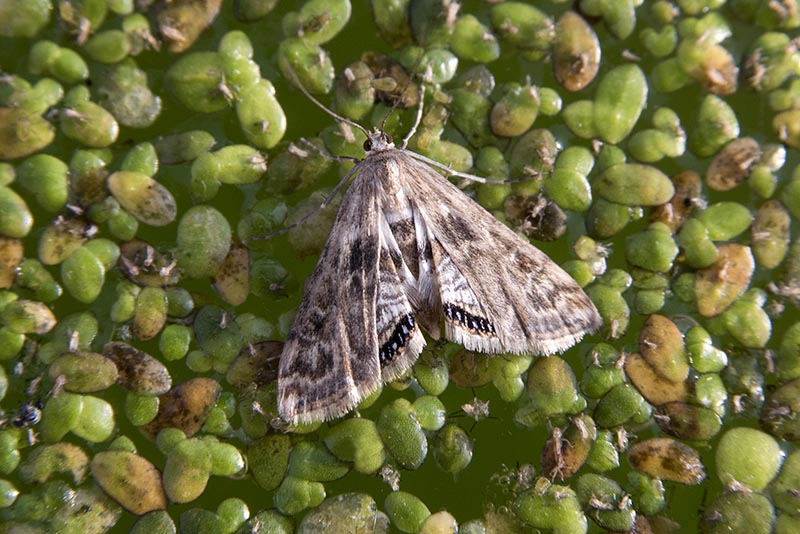 Small China Mark moth, female (Cataclysta lemnata)