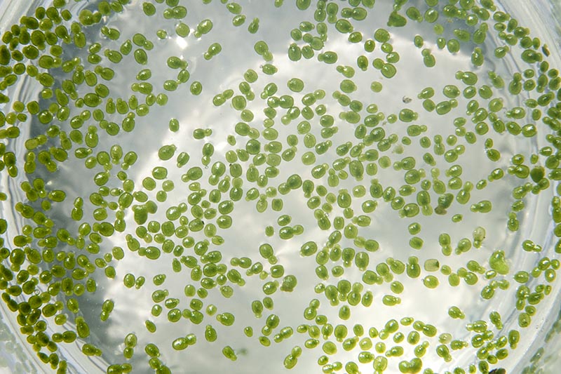 Wolffia in a glass, the smallest flowering plant on earth. August 2017