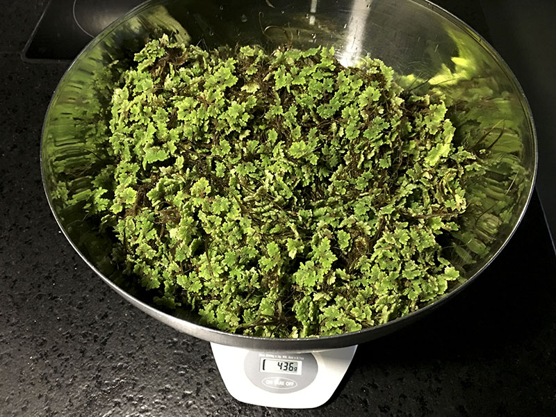 The first harvest of Azolla, 436g drained weight