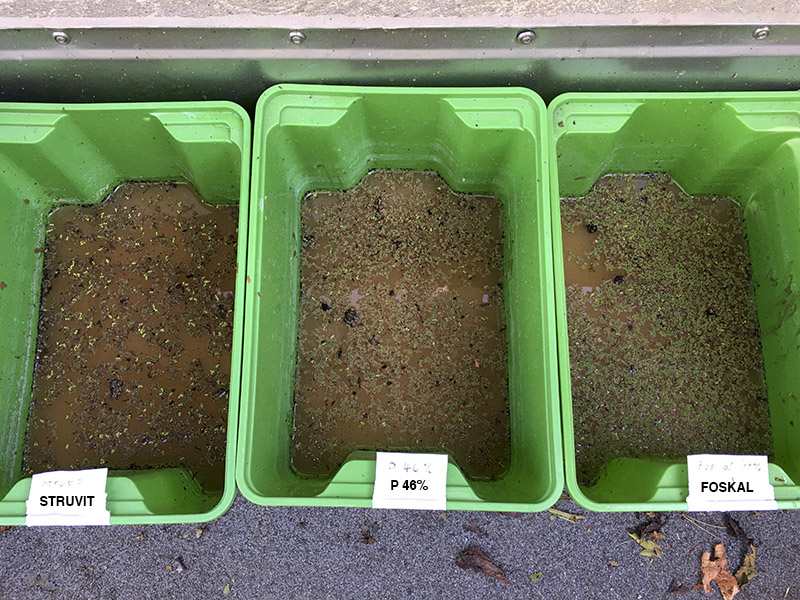The Azolla decreased in all buckets. We added: 1 handful of soil + 1TSP bittern + a little rainwater. 2021-07-23