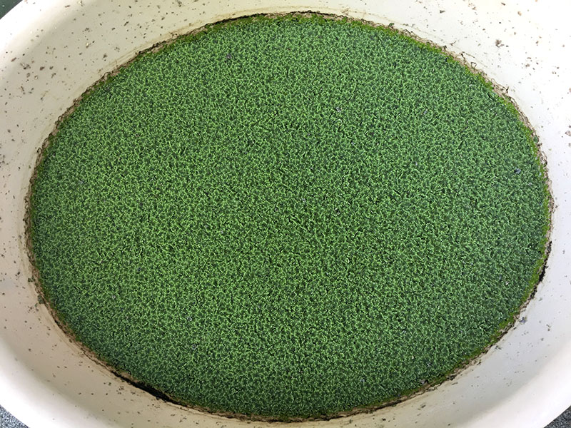 The Azolla seem to grow pretty well. 2021-09-03