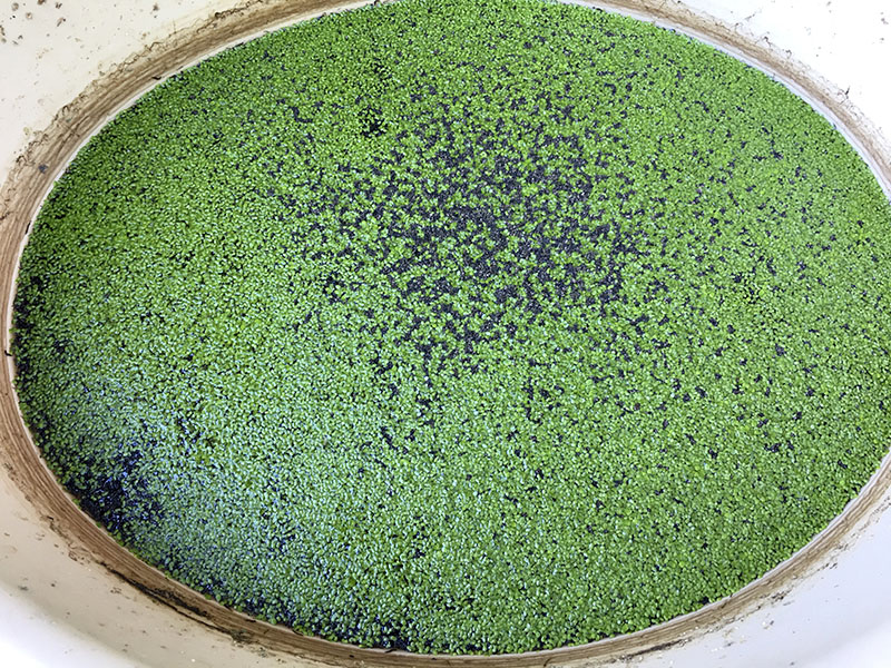 The Azolla (grey spots) got smaller and smaller and finally died. 2021-09-13