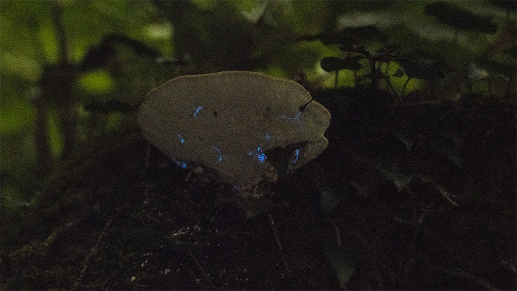 Die blauen Lichtspuren der Mückenlarven. Langzeitbelichtung / Uetliberg ZH 2019-08-31