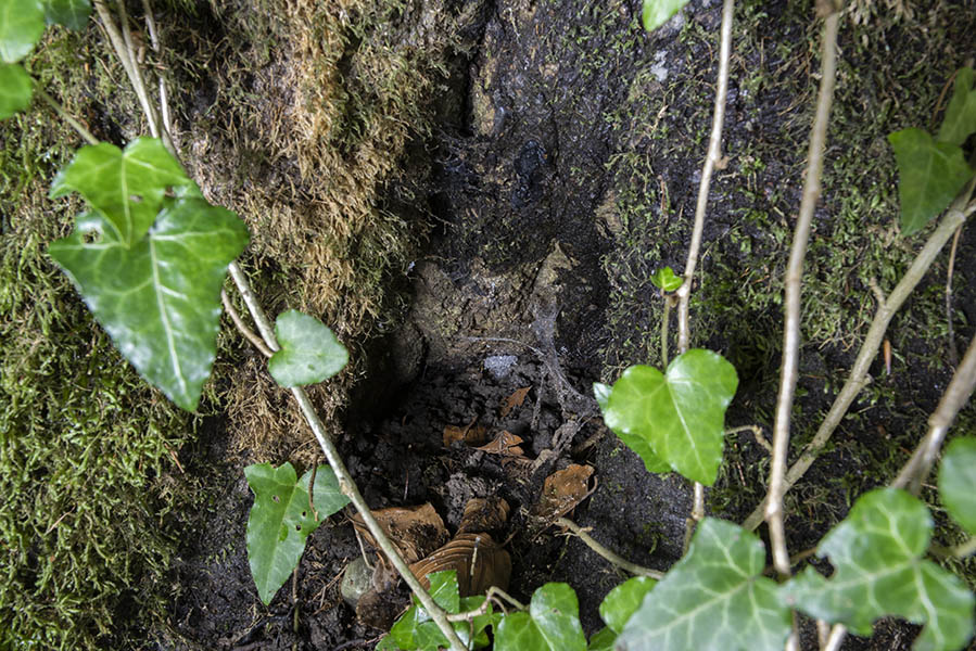 Cocon unterhalb eines Pilzes am Fusse des Baumstrunk. Schlieren ZH 2022-06-13