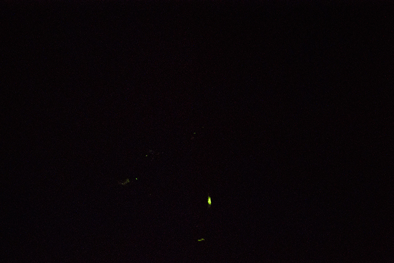 Some bioluminescent spots on M.crocata? (F3.2 / 15min / ISO 10000)