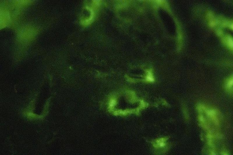 M. crocata grain spawn close up in the dark 2021-02-10 (F- / 5min / ISO 8000