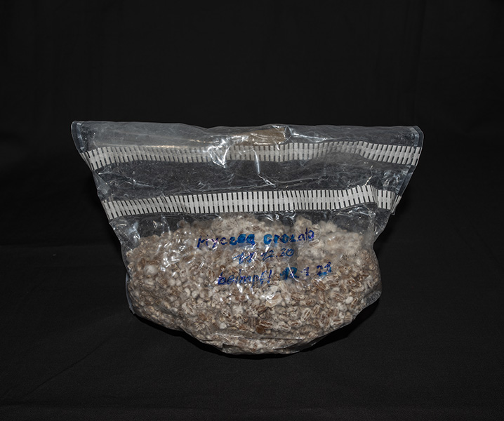 M. crocata grain spawn 2021-02-17