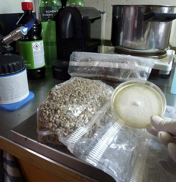 After cooling, inoculate the substrate with a myceliated agar. (Here inoculated with a M. crocata culture 2021-01-12
