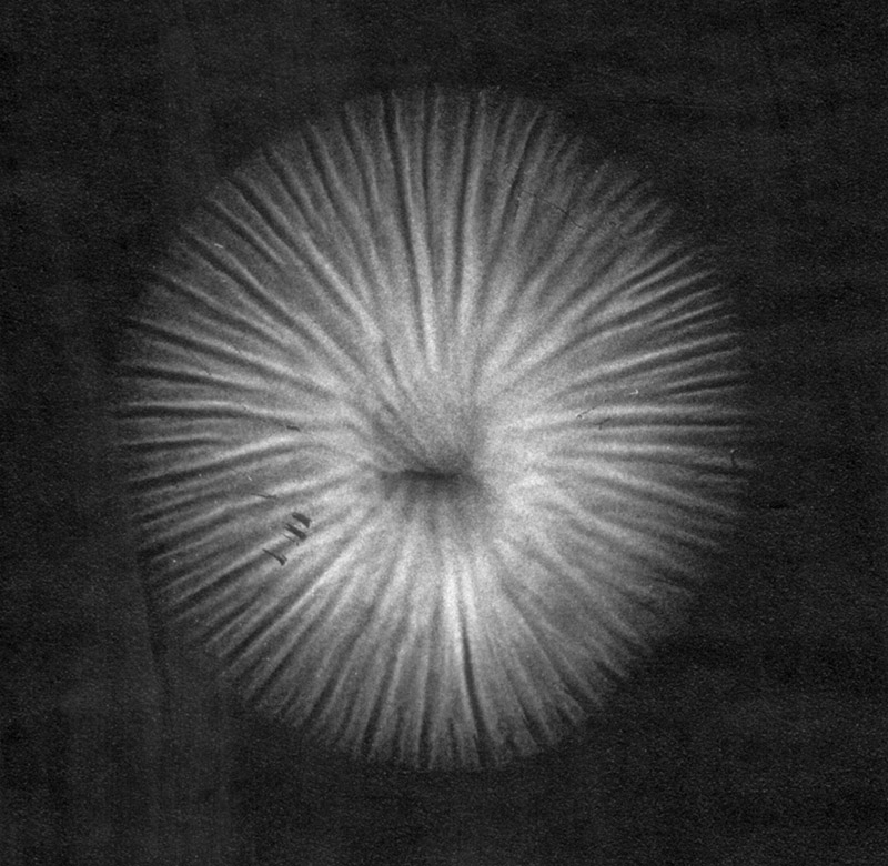 Spore image from M.galopus 5.11.2020