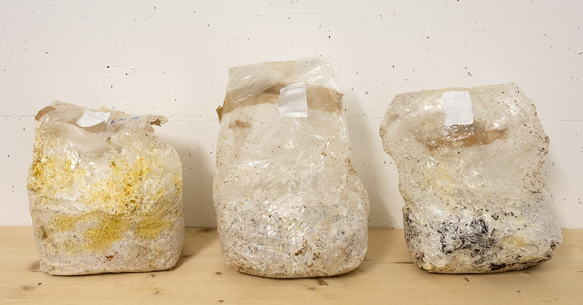 Substrate bags with mycelium 4.11.2020