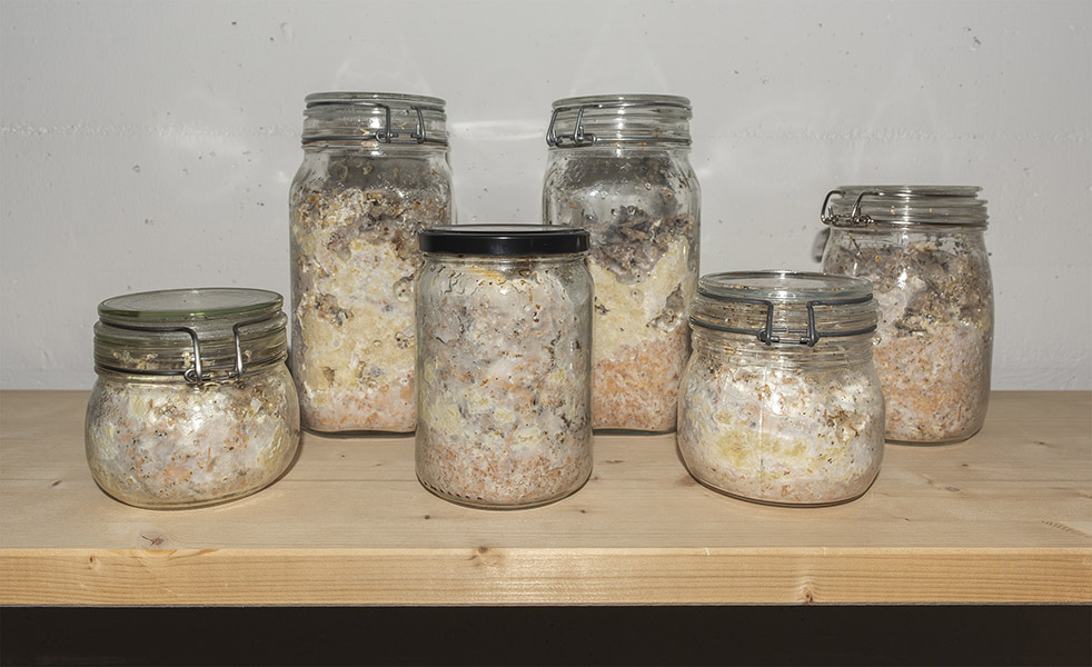 Preserving jars with fruiting substrate 30.11.2020