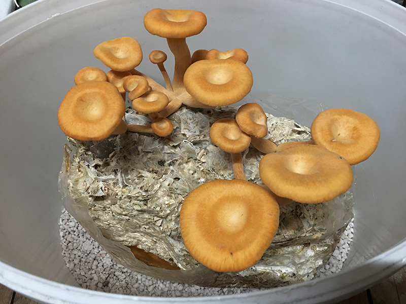 Mushroom 3 24.12.2020