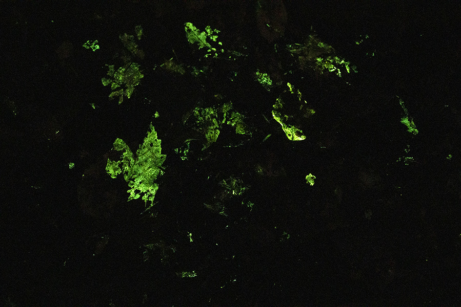 <strong>«Forest ground No. 4»</strong> in the dark