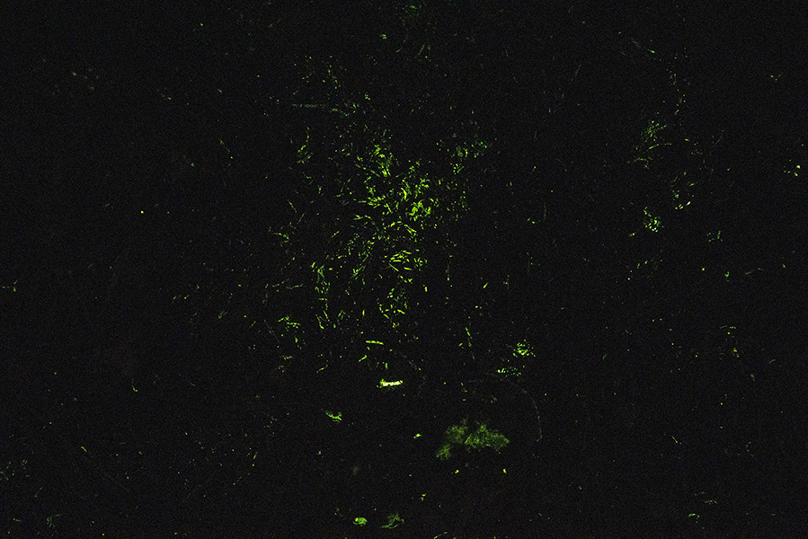 <strong>«Forest ground No. 5»</strong> in the dark