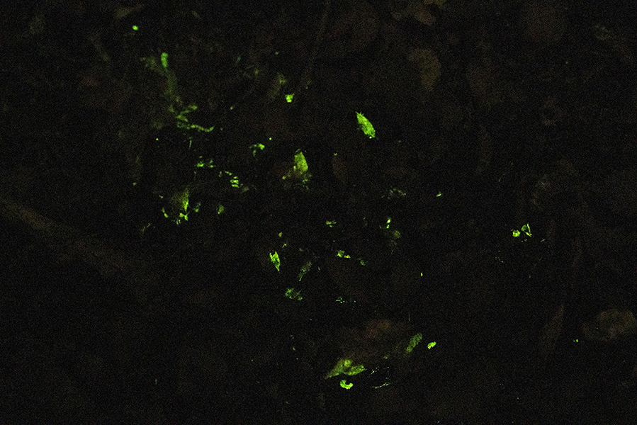 <strong>«Forest ground No. 6»</strong> in the dark