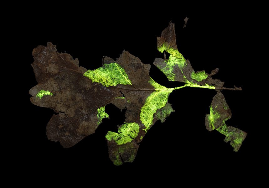 <strong>«Glowing leave No. 32»</strong>