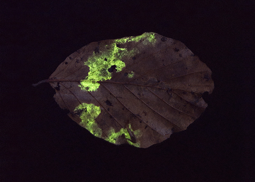 <strong>«Glowing leave No. 2»</strong>