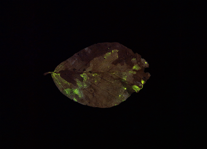 <strong>«Glowing leave No. 4»</strong>