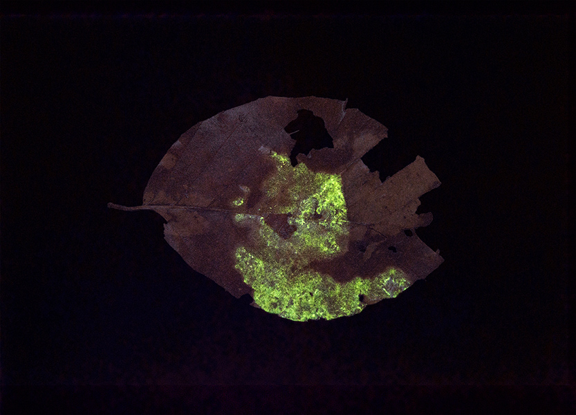 <strong>«Glowing leave No. 10»</strong>