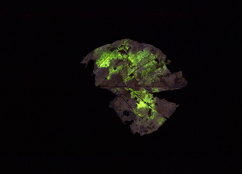 <strong>«Glowing leave No. 14»</strong>