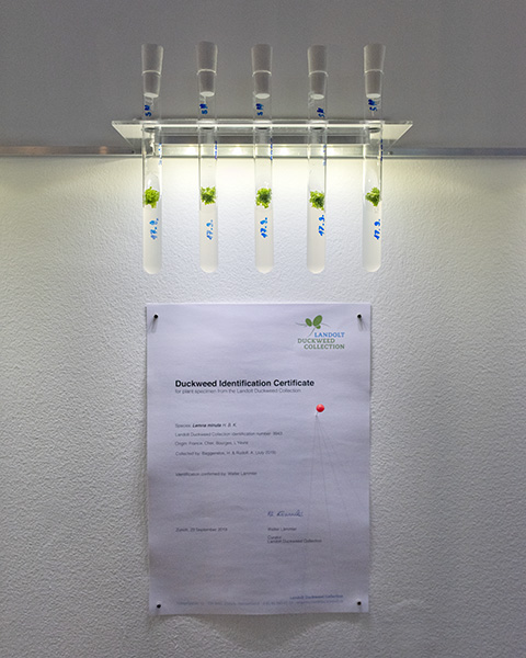 Test tubes with identification certificate of the Landolt Duckweed Collection, Zurich