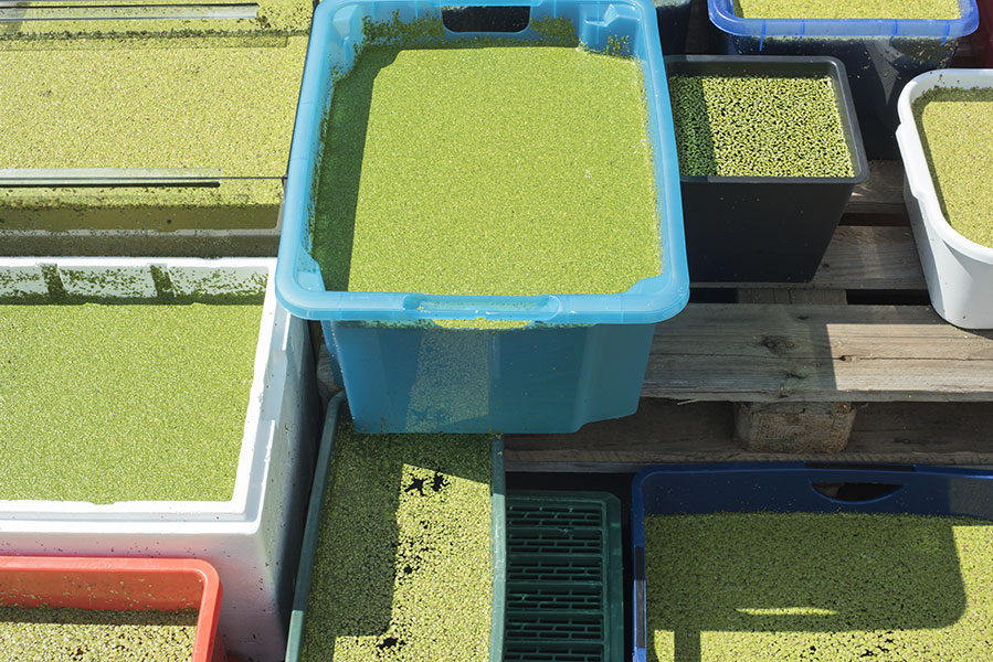 Duckweed overgrows the containers