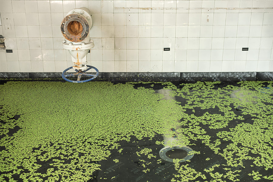 We cultured the duckweed spirodela polyrhiza, which we collected from a pond.