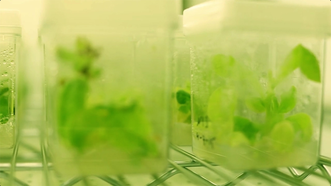 Video <strong>Glowing Plant Project 1</strong> - Footage from: <em>Glowing Plants</em> project