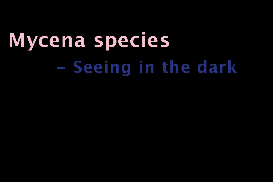Research page: Mycena species