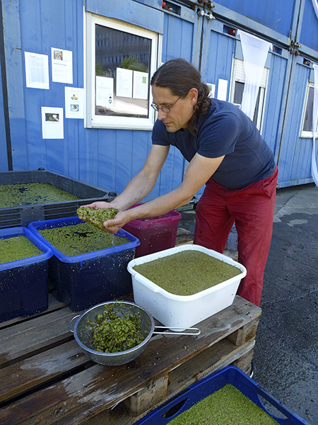 Harvesting duckweed for cooking