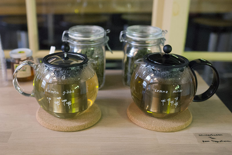 Für die Besucher gab es zwei Sorten Wasserlinsen-Tee zum Degustieren