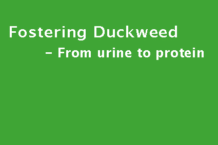 Fostering Duckweed